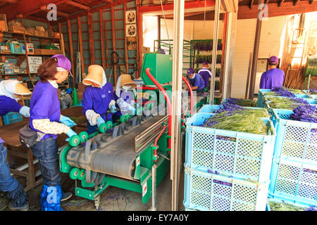 Furano, Japan - July 8,2015: People processing lavender of the Tomita Farm in Hokkaido Stock Photo