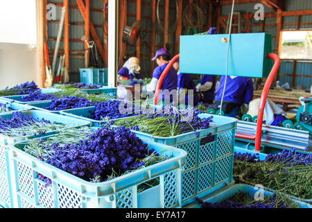 Furano, Japan - July 8,2015: People processing lavender of the Tomita Farm in Hokkaido Stock Photo