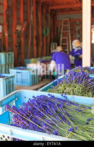 Furano, Japan - July 8,2015: People processing lavender of the Tomita Farm in Hokkaido Stock Photo