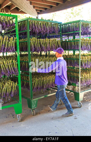 Furano, Japan - July 8,2015: People processing lavender of the Tomita Farm in Hokkaido Stock Photo