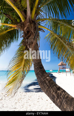 Tropical white sand beach with coconut palm trees, seaview. Mexico, Isla Mujeres. Stock Photo