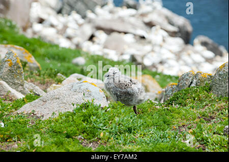 A black backed seagull chick on the Saltee Islands in Wexford, Ireland Stock Photo