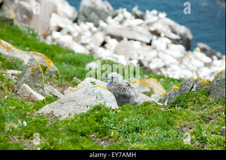 A black backed seagull chick on the Saltee Islands in Wexford, Ireland Stock Photo