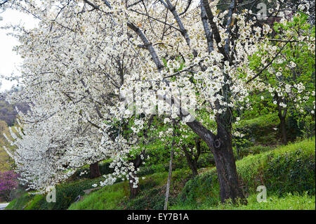 Flowering cherry tree Stock Photo