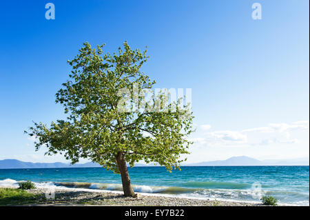 Seascape with single plane tree on Pelion Peninsula, Thessaly, Greece Stock Photo