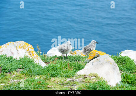 A black backed seagull chick on the Saltee Islands in Wexford, Ireland Stock Photo