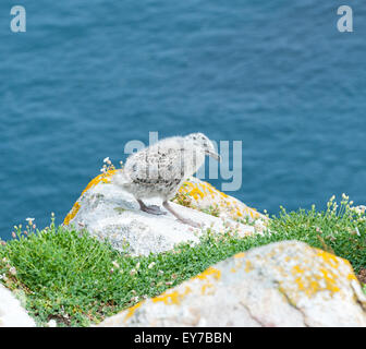 A black backed seagull chick on the Saltee Islands in Wexford, Ireland Stock Photo