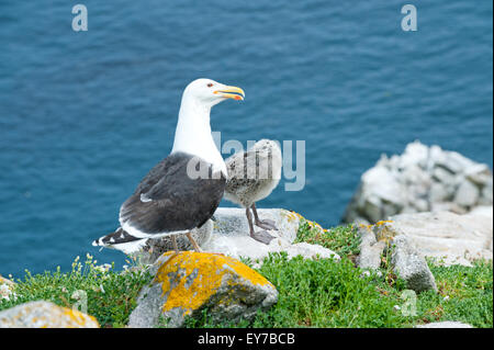 A black backed seagull chick on the Saltee Islands in Wexford, Ireland Stock Photo