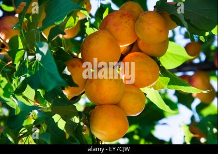Ripe apricots on tree Stock Photo