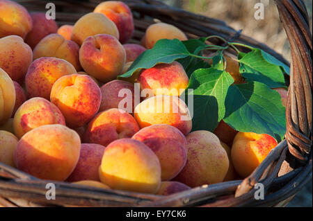 Harvested apricots in a  basket Stock Photo