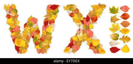 Characters W and X made of colorful autumn leaves. Standalone design elements attached Stock Photo