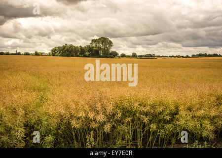 Dramatic skies over cornfield in shropshire near telford july 2015 Stock Photo