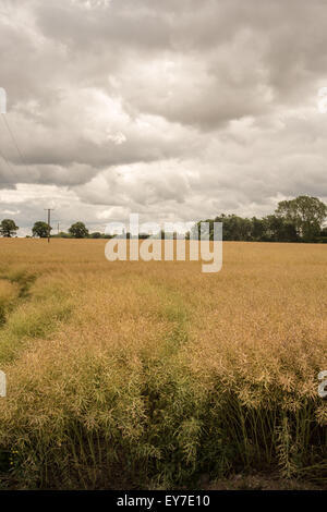 Dramatic skies over cornfield in shropshire near telford july 2015 Stock Photo