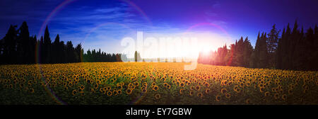 Extreme panorama of back view of sunflowers growing in a field looking to the morning sun Stock Photo