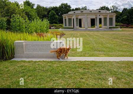 A ginger cat looks at the 1939-1945 Memorial to the Missing / Brookwood Memorial in the Commonwealth Military Cemetery England Stock Photo