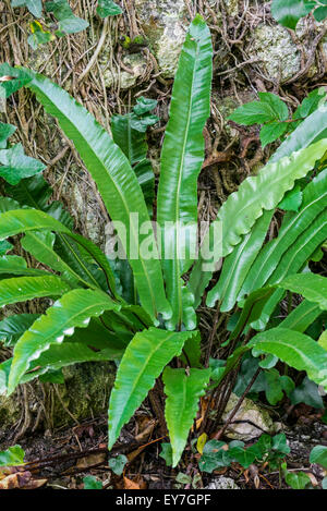Hart's-tongue fern (Asplenium scolopendrium / Phyllitis scolopendrium) Stock Photo