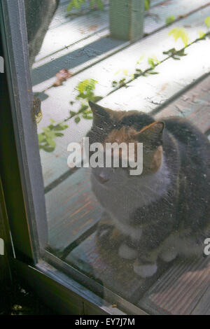 A calico cat sits outside by an open door with her nose to the screen intensely sending 'Let Me IN!' vibes Stock Photo