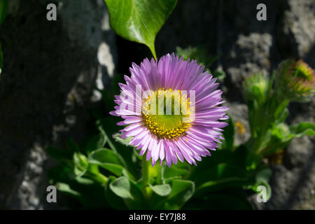 Aster Alpinus , or Alpine Aster, or Blue Alpine Daisy, or Rock Aster Stock Photo