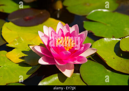 Beautiful pink water lily in the pond on a sunny day Stock Photo