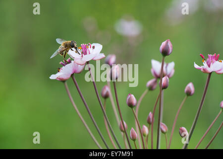 Honey bee on Pink wild grass rush in nature Stock Photo