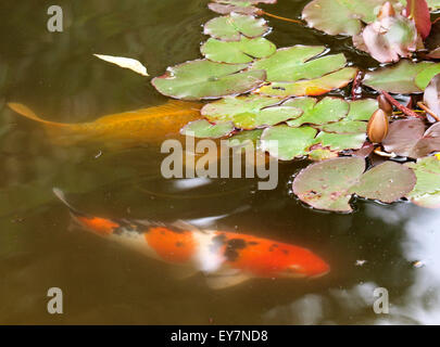 Koi Carp swimming under lily pads in a pond, UK Stock Photo