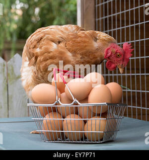 A Warren chicken and clutch of fresh free range eggs in a wire basket Stock Photo