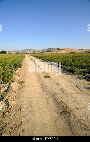 Italy, Basilicata, Sauro valley, countryside, rural road Stock Photo