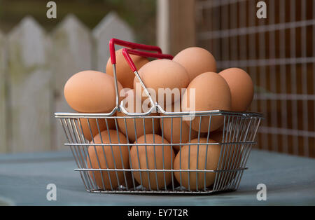 Fresh free range brown chickens eggs in a small metal wire basket with a red handle Stock Photo