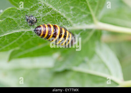 Wasp caught by a spider under a blackcurrant leaf Stock Photo