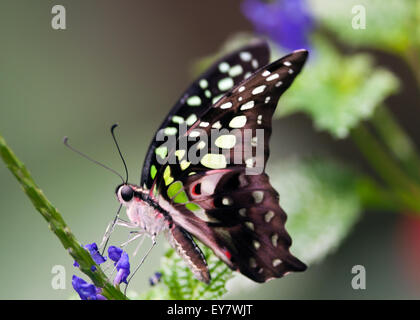 Tailed jay (graphium agamemnon) butterfly feeding on blue flower, tropical butterfly house, United Kingdom Stock Photo