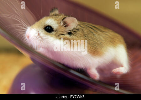 Pet roboborovski hamster (phodopus roborovskii) on exercise wheel Stock Photo