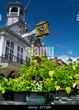 Fragrant Golden Feverfew on sale at Guildford High Street market stall Guildford Surrey UK Stock Photo