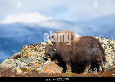 Muskox bull, Ovibos moschatus, in Dovrefjell national park, Norway. Stock Photo