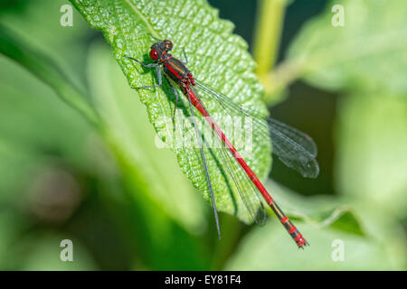 Red dragonfly sitting on the leaf of plant Stock Photo