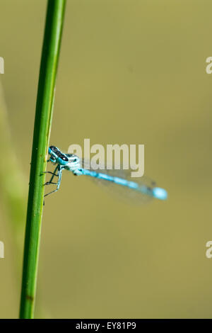 Green dragonfly on a blade of grass over water Stock Photo - Alamy