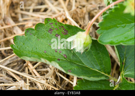 Leaf spot disease on strawberry leaf Stock Photo