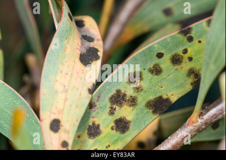 fungal laurina hakea leaf spot pincushion disease known alamy cladosporium