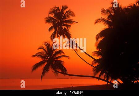 Palm trees over calm shore with heron and passing boat at dawn in Maldive Islands Stock Photo