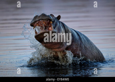 Aggressive Hippopotamus amphibius in the Okavano Delta, Botswana, waves, river, water, brown, wave, Botsuana, jumpin, splashing Stock Photo