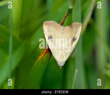Straw Dot Moth - Rivula sericealis Stock Photo