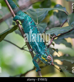 Panther Chameleon (Furcifer pardalis), male, captive, native to Madagascar