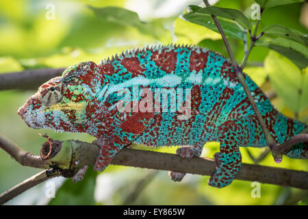 Panther Chameleon (Furcifer pardalis), male, captive, native to Madagascar Stock Photo