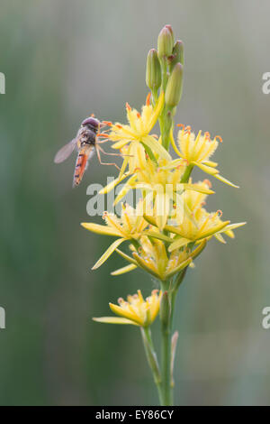 Bog Asphodel (Narthecium ossifragum) with hover fly, Emsland, Lower Saxony, Germany Stock Photo