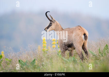 Chamois (Rupicapra rupicapra), Vosges, Alsace-Lorraine, France Stock ...