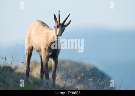 Chamois (Rupicapra rupicapra), Vosges, Alsace-Lorraine, France Stock ...