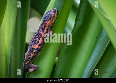 Panther Chameleon (Furcifer pardalis), female, captive, native to Madagascar