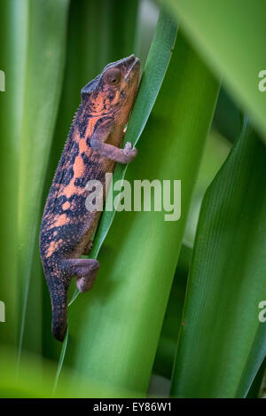Panther Chameleon (Furcifer pardalis), female, captive, native to Madagascar