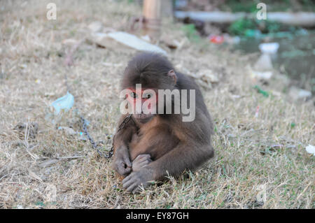 Monkey in Chains in Vietnam Stock Photo