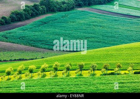 Apple trees in rolling fields of Moravia Stock Photo - Alamy