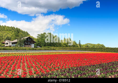 Furano, Japan - July 8,2015: flowers of the Tomita farm in Hokkaido with some tourists on background. Stock Photo